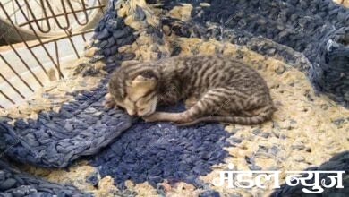 Kitten-Amravati-Mandal