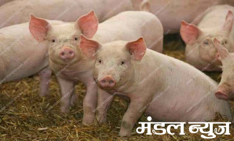 pig-amravati-mandal