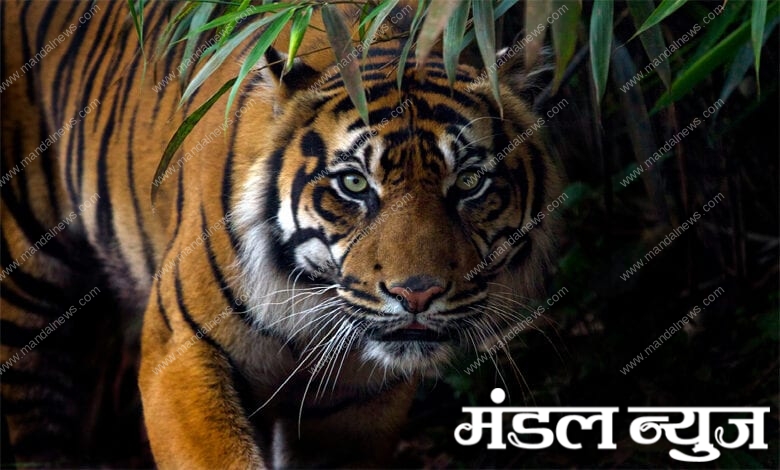tiger-amravati-mandal