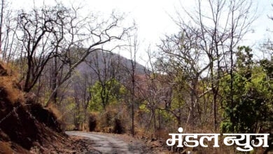 wildlife-amravati-mandal