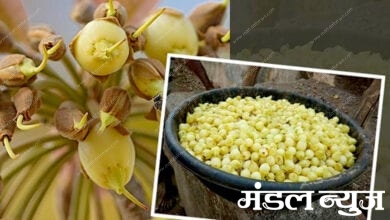 Mahua-Flower-amravati-mandal