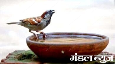 Birds-Water-Pot-amravati-mandal