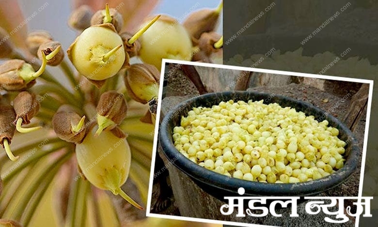 Mahua-Flower-amravati-mandal