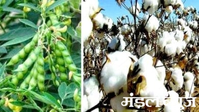 Kharif-Sowing-amravati-mandal