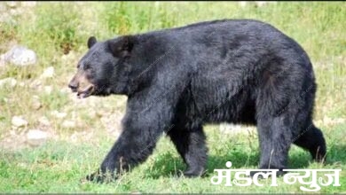 Bear-amravati-mandal
