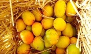 Mango-amravati-mandal