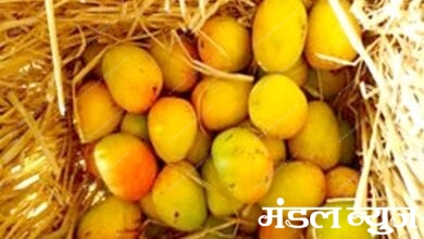Mango-amravati-mandal