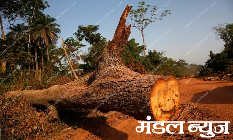 Cutting-Trees-Amravati-Mandal