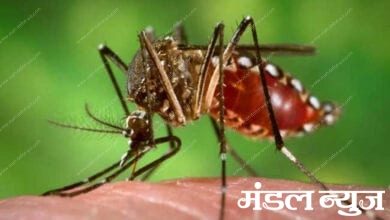 Dengue-Amravati-Mandal