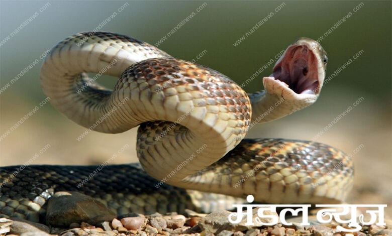 Snake-Amravati-Mandal