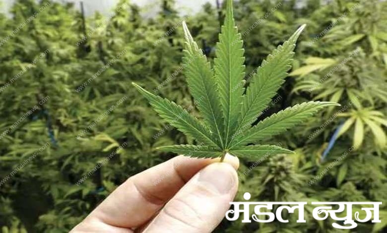 hemp-amravati-mandal