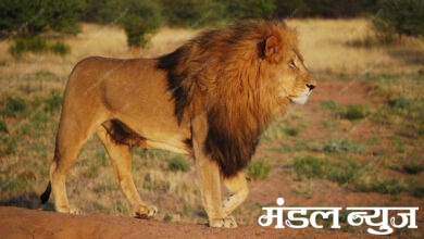 lion-amravati-mandal