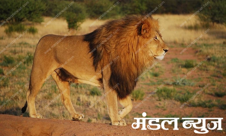 lion-amravati-mandal