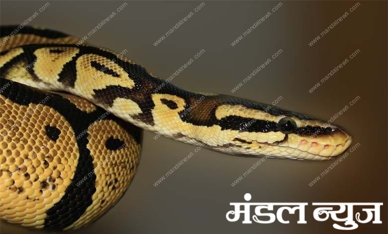 snake-amravati-mandal