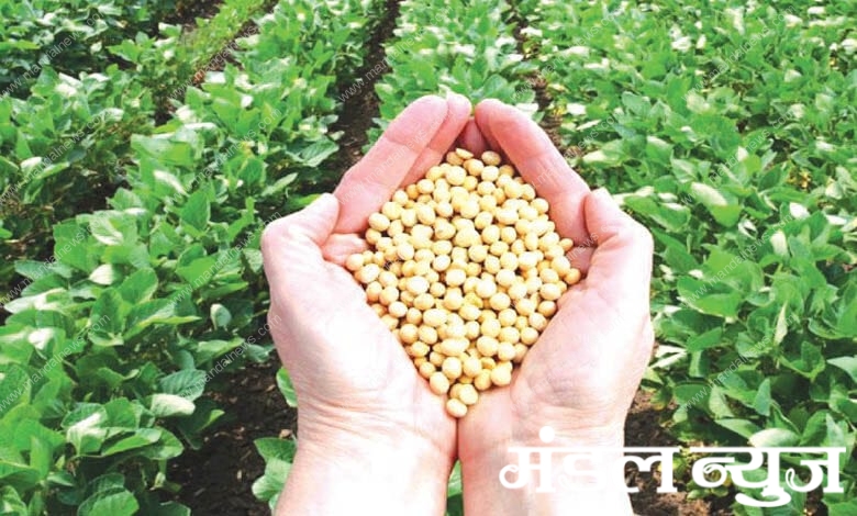 soyabean-amravati-mandal