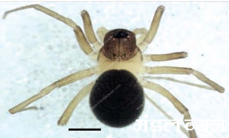 spider-amravati-mandal