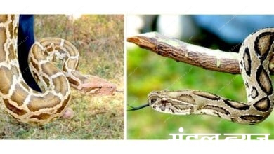 Snake-amravati-mandal