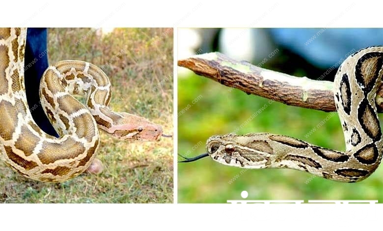 Snake-amravati-mandal