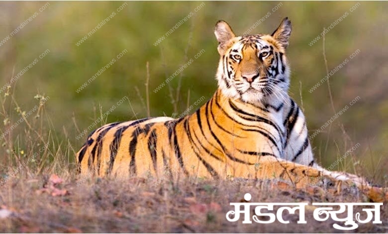 Tiger-amravati-mandal