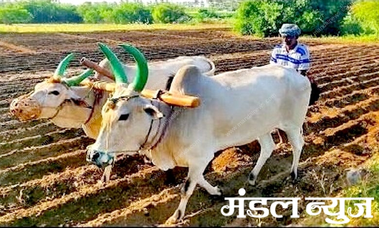 Sowing-amravati-mandal