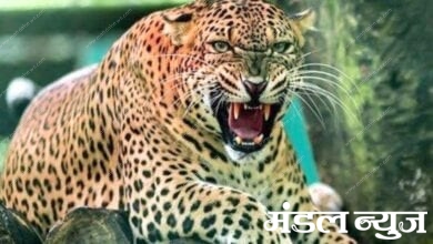 leopard-amravati-mandal