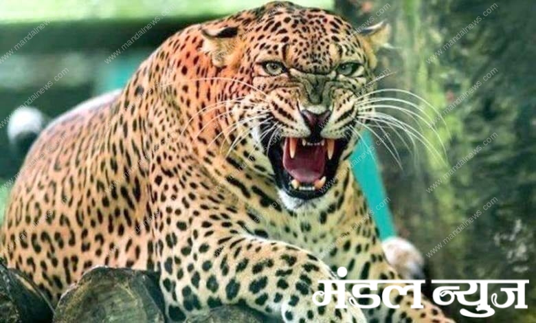 leopard-amravati-mandal