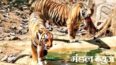 Tiger-amravati-mandal