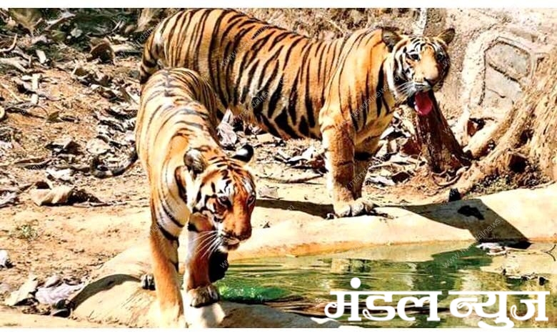 Tiger-amravati-mandal