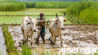 Farmer-Rainwater-amravati-mandal