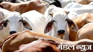 cows-smuggling-amravati-mandal
