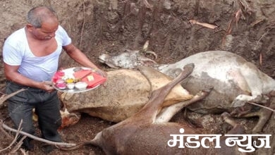 Cow-Death-Amravati-Mandal