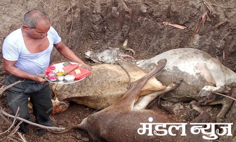 Cow-Death-Amravati-Mandal