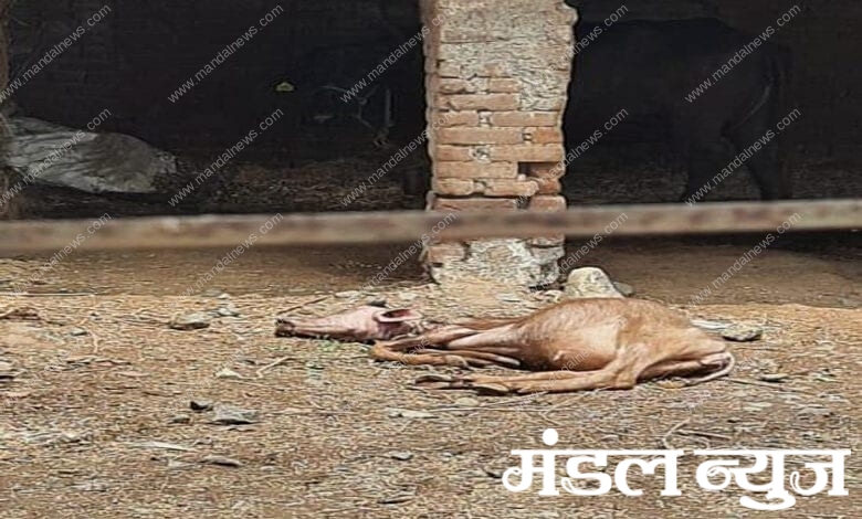 Dead-Animal-Amravati-Mandal