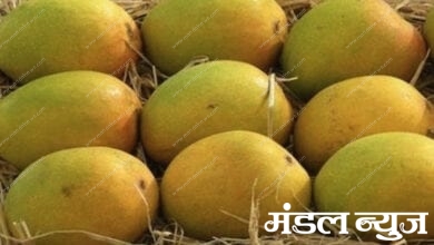 Mango-Amravati-Mandal