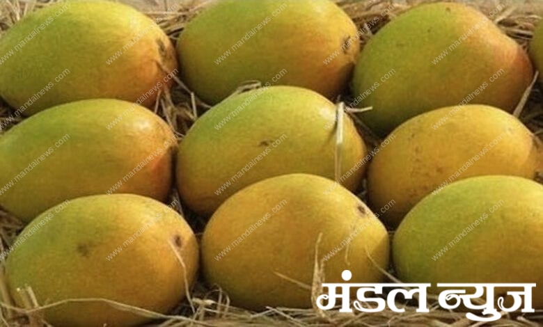 Mango-Amravati-Mandal