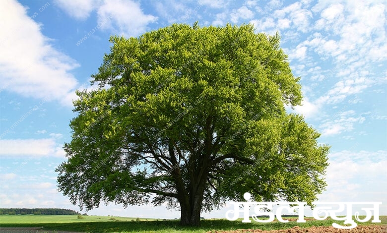 Tree-Amravati-Mandal