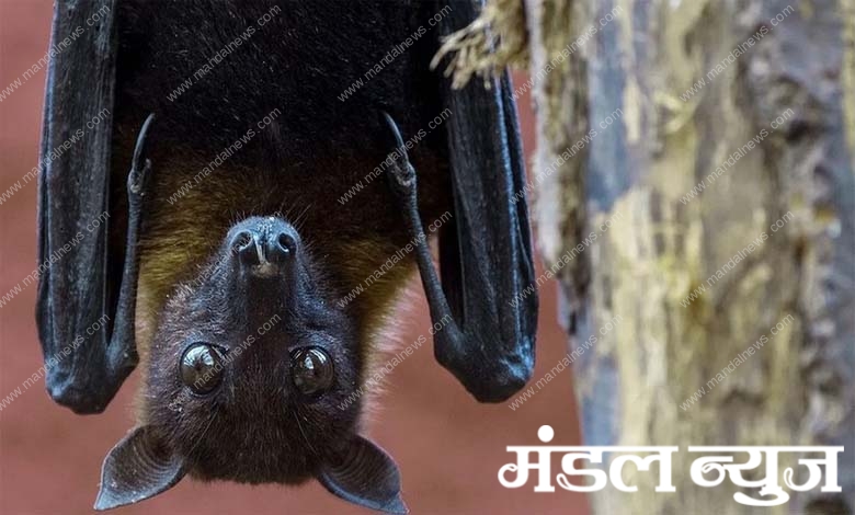 bat-amravati-mandal