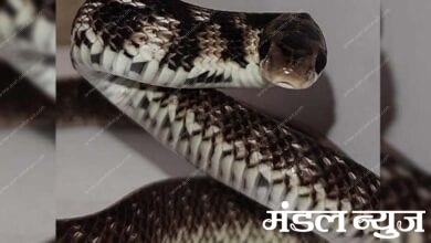 egg-eater-snake-amravati-mandal