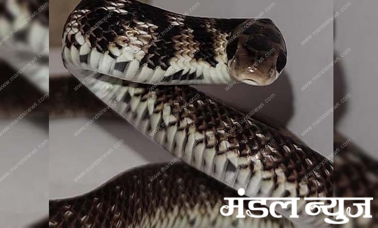 egg-eater-snake-amravati-mandal