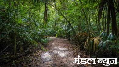 jungle-amravati-manal