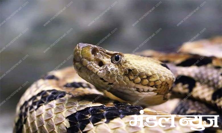 snake-amravati-mandal