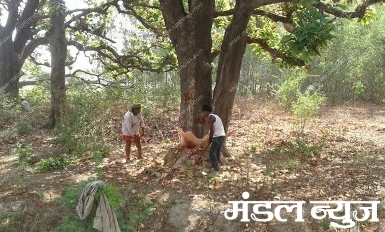 tree-cuting-amravati-mandal
