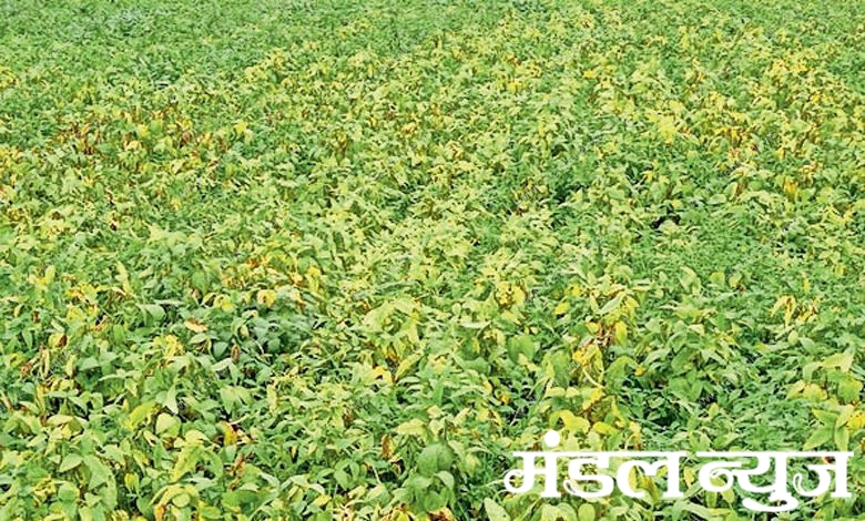 Soybean-Crop-amravati-mandal
