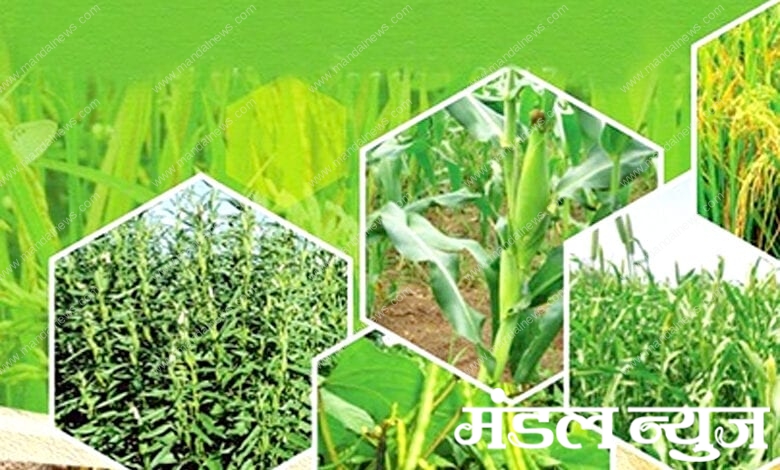 Crop-amravati-mandal