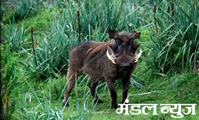 Wild-Pig-Attack-amravati-mandal