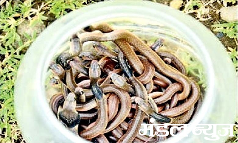 Cobra-amravati-mandal