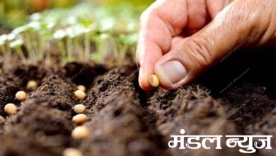 Sowing-amravati-mandal