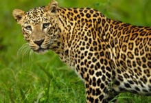 Leopard-Amravati-Mandal