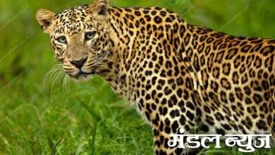 Leopard-Amravati-Mandal
