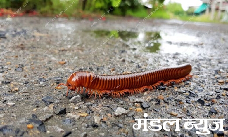 Millipedes-Amravati-Mandal